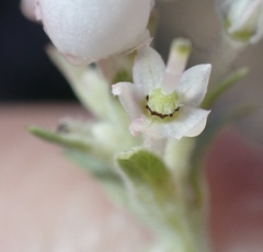 Arctostaphylos glutinosa