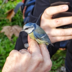 Cyanistes caeruleus