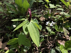Trillium lancifolium