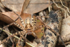 Heteropoda amphora