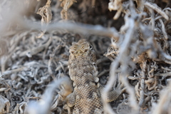 Liolaemus atacamensis