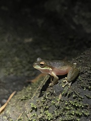 Ranoidea pearsoniana