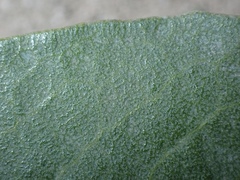 Arctostaphylos glutinosa