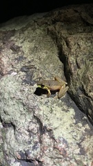 Ranoidea pearsoniana