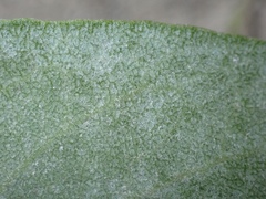 Arctostaphylos glutinosa