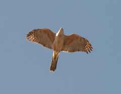 Accipiter gundlachi