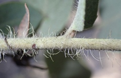 Arctostaphylos glutinosa