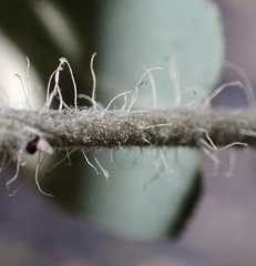 Arctostaphylos glutinosa