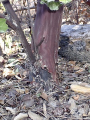 Arctostaphylos glutinosa