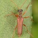 Stenocorus cinnamopterus - Photo (c) skitterbug, some rights reserved (CC BY), uploaded by skitterbug