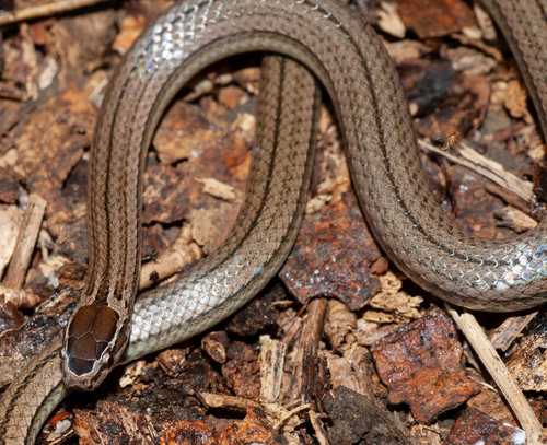 Oriente brown-capped racerlet