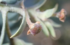 Arctostaphylos glutinosa