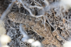 Liolaemus atacamensis