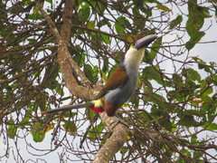 Andigena nigrirostris