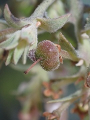 Arctostaphylos glutinosa