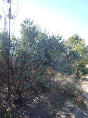 Arctostaphylos glutinosa