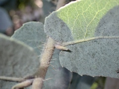 Arctostaphylos glutinosa