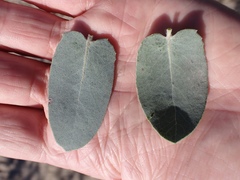 Arctostaphylos glutinosa