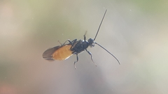 Braconidae