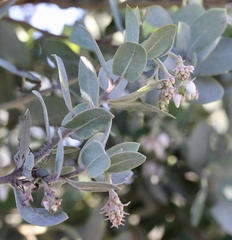 Arctostaphylos glutinosa