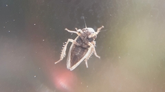 Cicadellidae