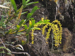 Epidendrum excisum