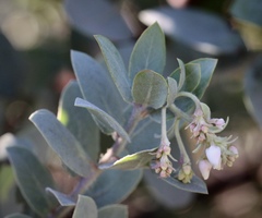 Arctostaphylos glutinosa