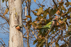 Psittacula alexandri fasciata