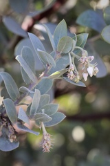 Arctostaphylos glutinosa