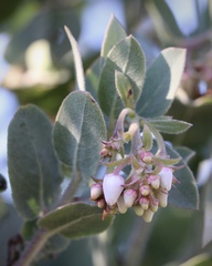 Arctostaphylos glutinosa