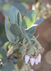 Arctostaphylos glutinosa