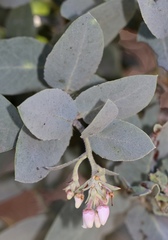 Arctostaphylos glutinosa