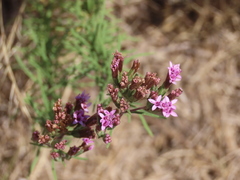 Stevia satureiifolia