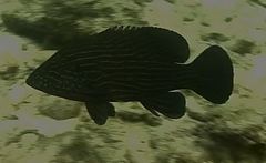 Cephalopholis formosa