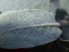 Arctostaphylos glutinosa