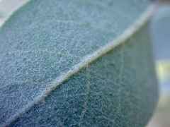 Arctostaphylos glutinosa