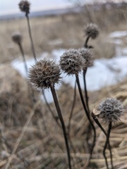 Globularia trichosantha