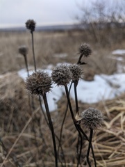 Globularia trichosantha