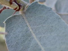Arctostaphylos glutinosa