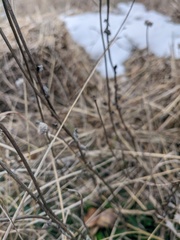 Globularia trichosantha