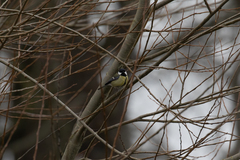 Parus major