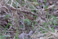 Troglodytes troglodytes