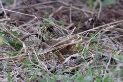 Troglodytes troglodytes