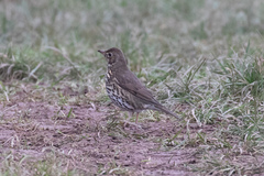 Turdus philomelos
