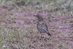 Turdus philomelos