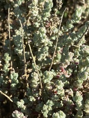 Atriplex julacea