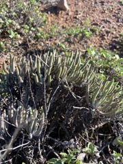 Dudleya attenuata attenuata