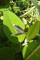 Melanchroia chephise