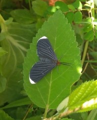 Melanchroia chephise