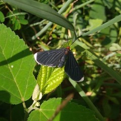 Melanchroia chephise